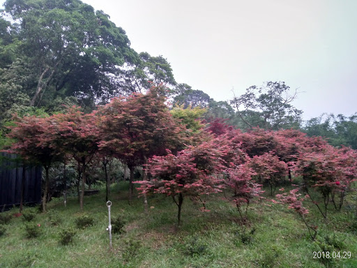 安安土雞城 的照片