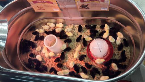 Home Improvement Store «Tractor Supply Co.», reviews and photos, 100 W Ardice Ave #1, Eustis, FL 32726, USA