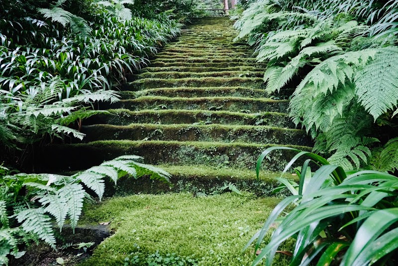 妙法寺 苔の石段