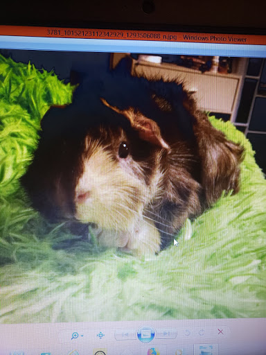 Pet Supply Store «Pet Supplies Plus», reviews and photos, 946 Joliet St, Dyer, IN 46311, USA