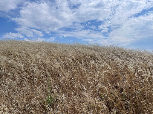 Park «Las Trampas Regional Wilderness», reviews and photos, 18012 Bollinger Canyon Rd, San Ramon, CA 94583, USA