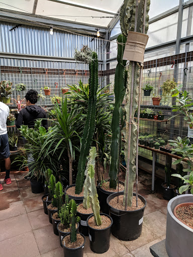 Cactus Jungle Nursery and Garden