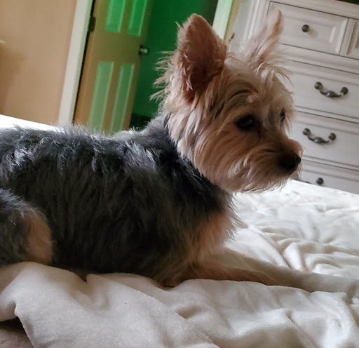 Pet Supply Store «Petco Animal Supplies», reviews and photos, 35725 Warren Rd, Westland, MI 48185, USA