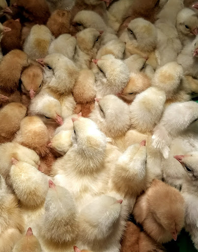 Pet Store «Simply Country Feed & Supply», reviews and photos, 12892 Ridge Rd, Grass Valley, CA 95945, USA