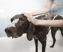 Pet Care Home Sweet Home - Photo 3 - Car repair in , Sugar Land