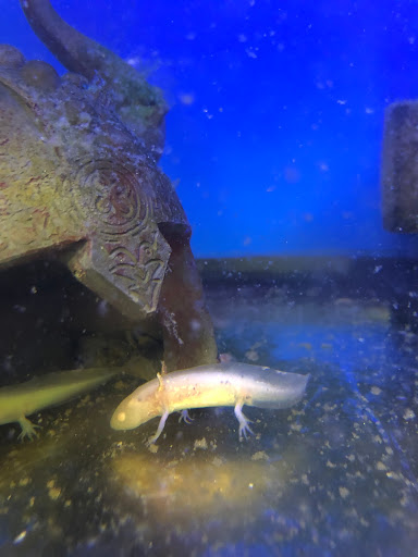 Pet Store «Pet Planet», reviews and photos, 11968 S Redwood Rd, Riverton, UT 84065, USA