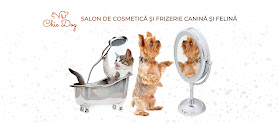 ChicDog - Salon Canin Timisoara, Frizerie Canina, Salon Tuns Caini