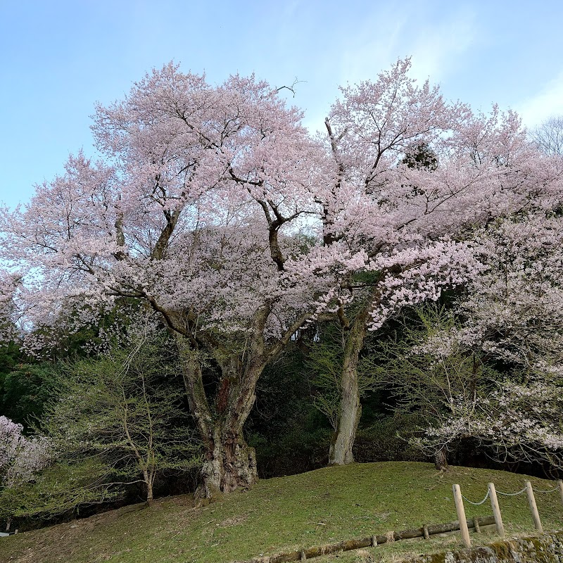 吉良のエドヒガン桜