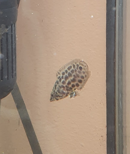 Tropical Fish Store «Blue Reef Aquatics», reviews and photos, 5960 Losee Rd, North Las Vegas, NV 89081, USA