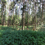 Photo n°3 de l'avis de Lena.r fait le 30/06/2023 à 04:06 sur le  Barfußpark Lüneburger Heide in Egestorf à Egestorf