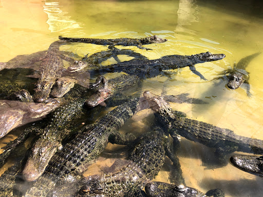 Zoo «Sarasota Jungle Gardens», reviews and photos, 3701 Bay Shore Rd, Sarasota, FL 34234, USA