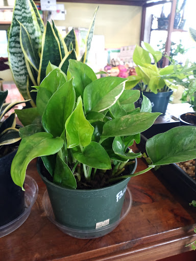 Garden Center «Lilydale Garden Center», reviews and photos, 941 Sibley Memorial Hwy, St Paul, MN 55118, USA