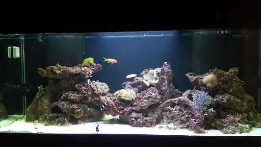 Pet Store «Reeftop Aquariums-Pet Boutique», reviews and photos, 13250 SW 87th Ave, Miami, FL 33176, USA