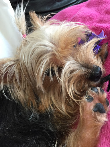 Pet Supply Store «Pets Plus», reviews and photos, 17440 Crenshaw Blvd, Torrance, CA 90504, USA