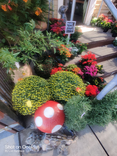 Florist «Plant Safari», reviews and photos, 653 N Central Ave, Upland, CA 91786, USA