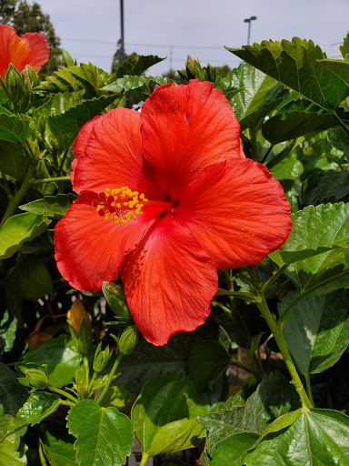 Home Improvement Store «The Home Depot», reviews and photos, 3500 W MacArthur Blvd, Santa Ana, CA 92704, USA