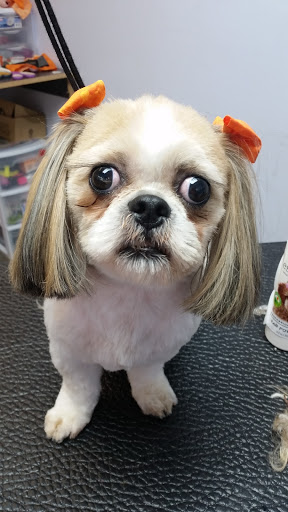 Pet Groomer «Barking Beauties pet Boutique», reviews and photos, 112 E 2nd St S, Newton, IA 50208, USA