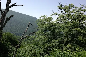 Kiasar Forest image