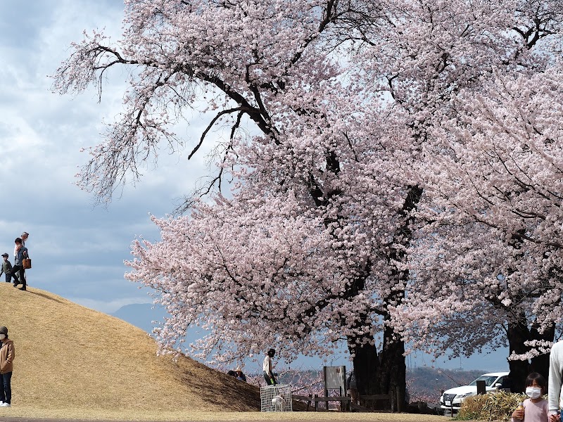 甲州 蚕影桜