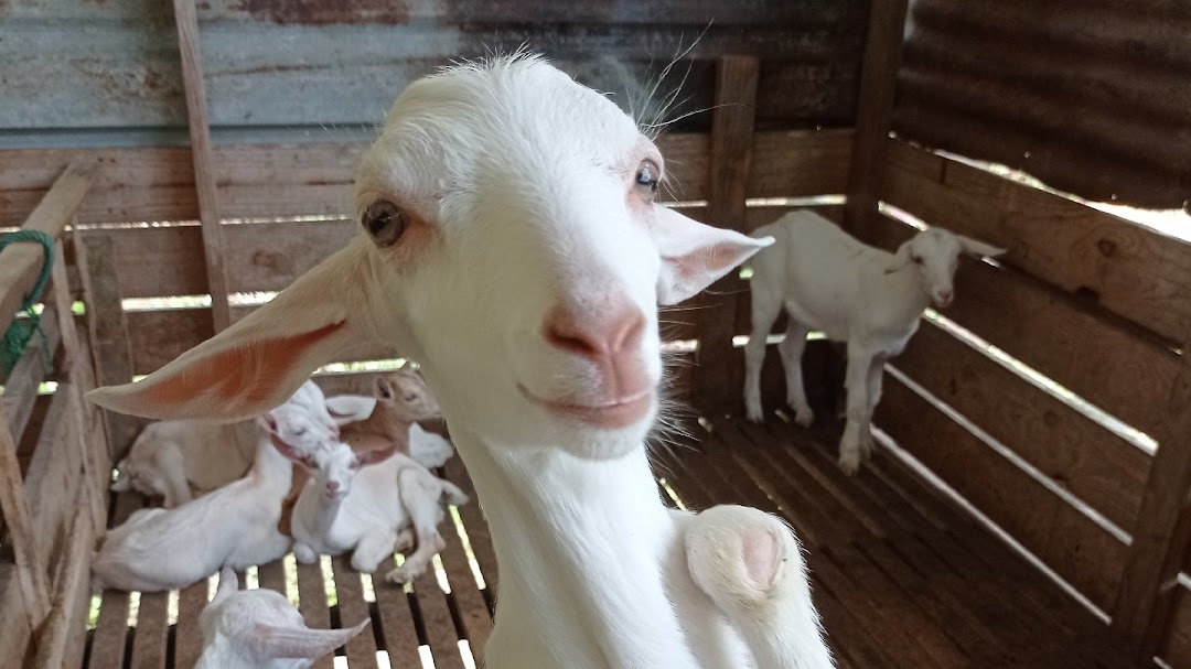 Janda Baik Goat Farm
