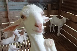 Janda Baik Goat Farm (booking required) image