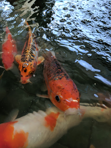 Pet Store «All Pets Club», reviews and photos, 1167 N Colony Rd, Wallingford, CT 06492, USA