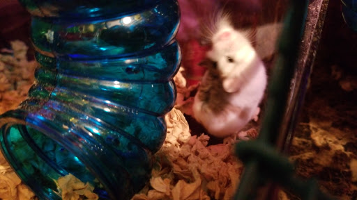 Pet Store «Pet Depot», reviews and photos, 22069 US-72 i, Athens, AL 35613, USA