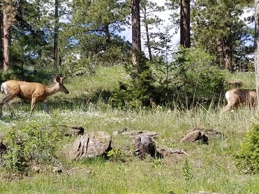 Nature Preserve «Lookout Mountain Nature Center and Preserve», reviews and photos, 910 Colorow Rd, Golden, CO 80401, USA