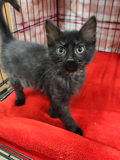 Pet Supply Store «PetSmart», reviews and photos, 2801 Pine Lake Rd, Lincoln, NE 68516, USA