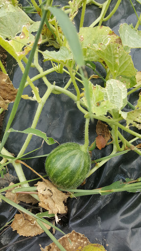 Shiloh Field Community Garden image 8