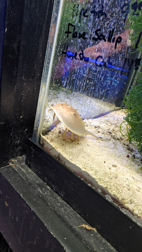 Pet Supply Store «Sea Level Aquarium», reviews and photos, 28 US-46, Pine Brook, NJ 07058, USA