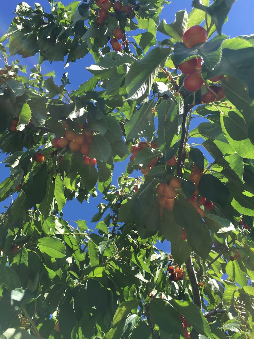 St Martin Top Soil & Trucking