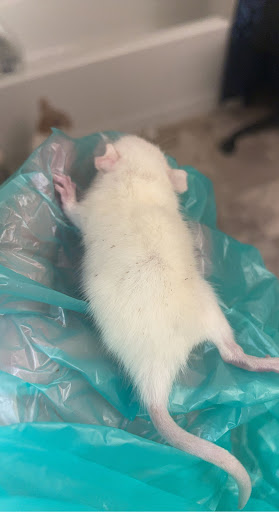 Pet Supply Store «Your Pet Experts», reviews and photos, 1665 State Hill Rd #490, Wyomissing, PA 19610, USA