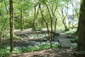 Wassertrete im Rüttelewald image