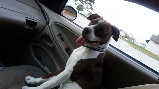 Pet Supply Store «Pet Depot», reviews and photos, 244 Seville St, Florence, AL 35630, USA