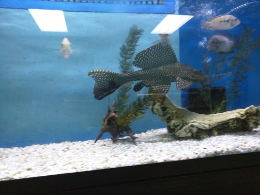 Tropical Fish Store «Blue Reef Aquatics», reviews and photos, 5960 Losee Rd, North Las Vegas, NV 89081, USA