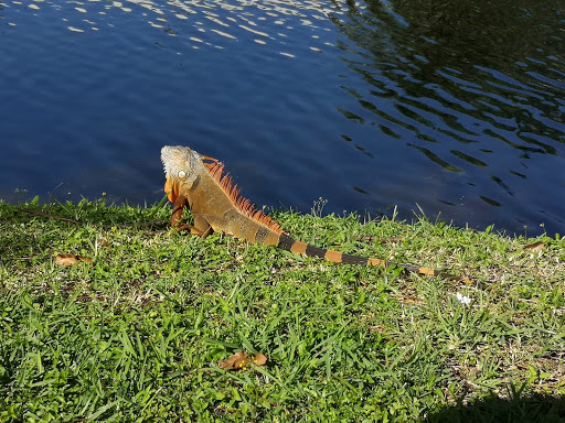 Country Club «International Links Melreese Country Club», reviews and photos, 1802 NW 37th Ave, Miami, FL 33125, USA