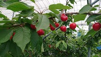 フルーツマルタイ農園