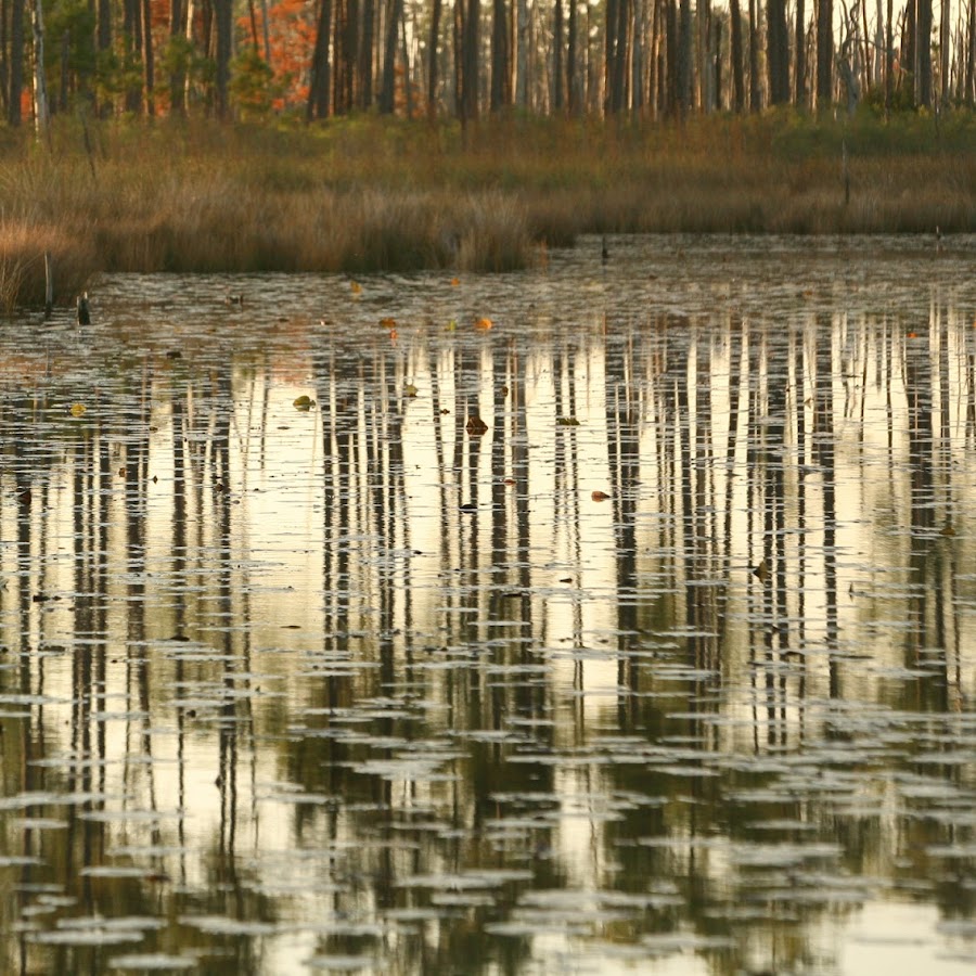 Big Branch Marsh National Wildlife Refuge