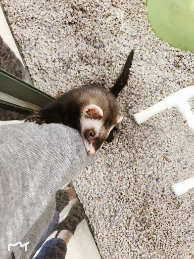 Pet Store «Petland Plano», reviews and photos, 1301 Custer Rd #405, Plano, TX 75075, USA