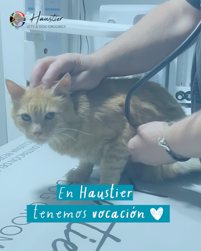 Teléfono de Veterinaria Haustier