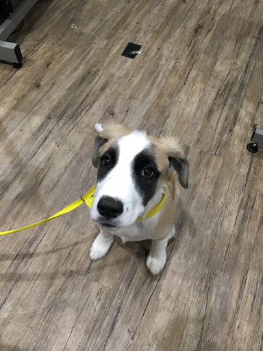 Pet Store «Whisker Bones Supply Co.», reviews and photos, 138 N Main St, Edwardsville, IL 62025, USA