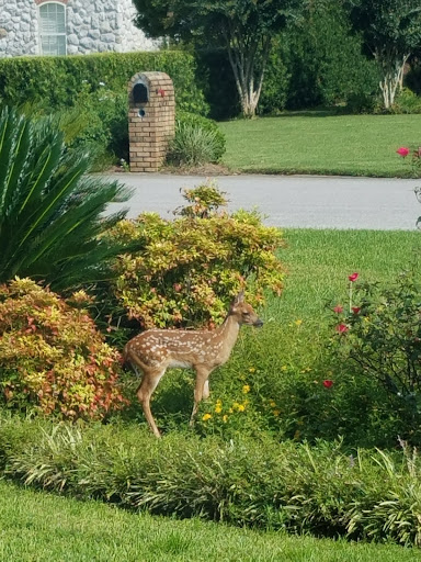 Golf Driving Range «Tanglewood Golf and Country Club», reviews and photos, 5916 Tanglewood Dr, Milton, FL 32570, USA