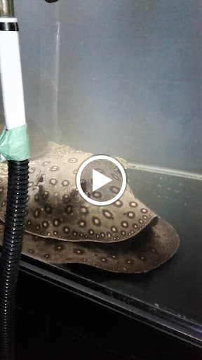 Pet Store «Forest Lake Pets», reviews and photos, 120 Lake St N, Forest Lake, MN 55025, USA