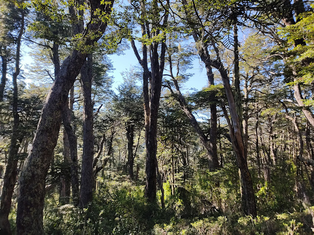 Comentarios y opiniones de Parque Nacional Nahuelbuta