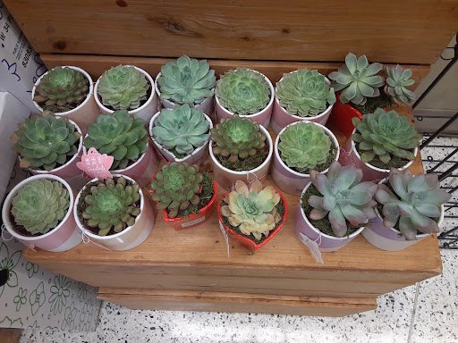 Shopping Mall «Main Street Shopping Center», reviews and photos, 110 Cherokee Pl, Cartersville, GA 30121, USA