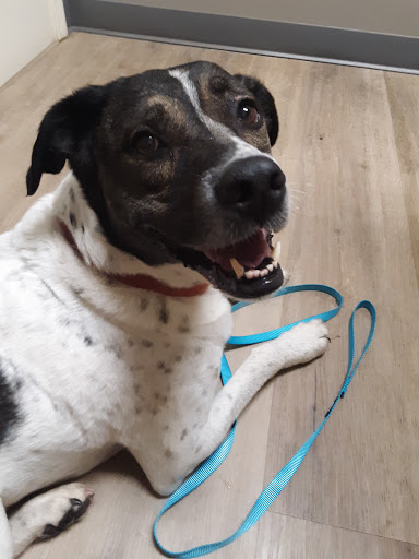 Foothills Veterinary Hospital image