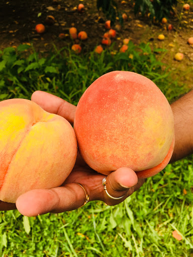 Farm «Alstede Farms», reviews and photos, 1 Alstede Farms Ln, Chester, NJ 07930, USA