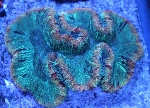 Tropical Fish Store «Premier Aquatics», reviews and photos, 1801 Roswell Rd, Marietta, GA 30062, USA