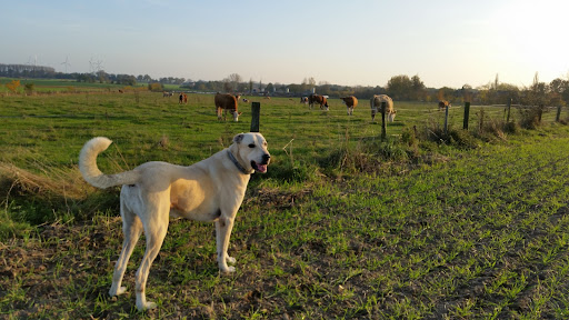 Tierbestattung Sternenspuren unter Bocholt, Nordrhein-Westfalen